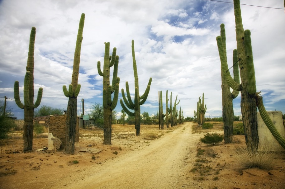 cactus metaphor